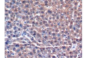 DAB staining on IHC-P; Samples: Mouse Liver Tissue (GSTA3 Antikörper  (AA 1-221))
