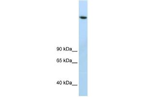 JMJD1B antibody (20R-1218) used at 0. (KDM3B Antikörper  (C-Term))