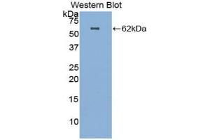 Western Blotting (WB) image for anti-Hepatocyte Growth Factor (Hepapoietin A, Scatter Factor) (HGF) (AA 32-291) antibody (ABIN7437950)