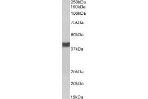 ABIN5539507 (0. (Cardiac Troponin T2 Antikörper  (C-Term))