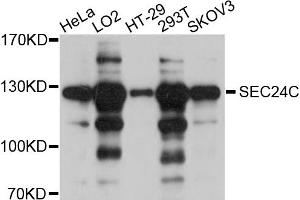 Western blot analysis of extracts of various cell lines, using SEC24C antibody (ABIN4905108) at 1:1000 dilution. (SEC24C Antikörper)