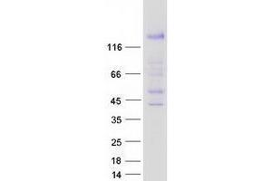 Western Blotting (WB) image for Teashirt Zinc Finger Homeobox 3 (TSHZ3) protein (Myc-DYKDDDDK Tag) (ABIN2734445)