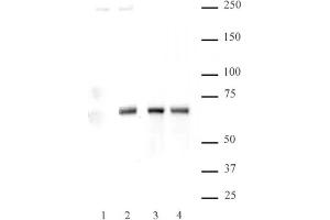 NFκB p65 phospho Ser536 pAb tested by Western blot. (NF-kB p65 Antikörper  (pSer536))