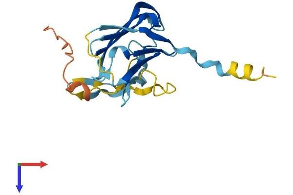 HSPB2 Protein (AA 1-182) (His tag)