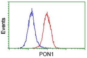 Image no. 1 for anti-Paraoxonase 1 (PON1) antibody (ABIN1500347) (PON1 Antikörper)