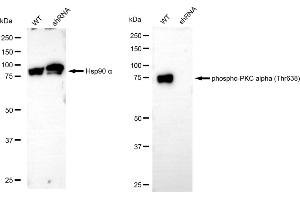 Western blotting analysis using phospho-PKC alpha (Thr638) antibody (ABIN7799988).