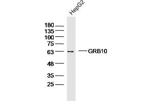 HepG2 lysates probed with GRB10 Polyclonal Antibody, Unconjugated  at 1:300 dilution and 4˚C overnight incubation. (GRB10/14 (AA 501-594) Antikörper)