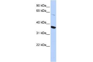 WB Suggested Anti-KCNA10 Antibody Titration:  0. (KCNA10 Antikörper  (N-Term))