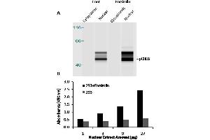 Transcription factor activity assay of CREB from nuclear extracts of HEK293 cells or 293 cells treated with Forskolin (10μM) for 4 hr.