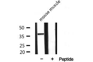 Western blot analysis of extracts from mouse muscle, using DOK4 antibody. (DOK4 Antikörper  (N-Term))