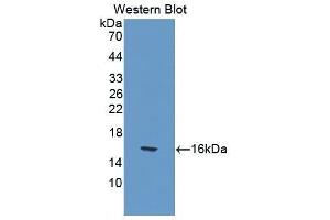 Western Blotting (WB) image for anti-Interleukin 17 (IL17) (AA 22-158) antibody (ABIN1862735) (IL-17 Antikörper  (AA 22-158))