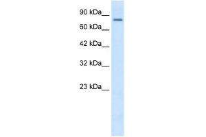 KCNN3 antibody used at 2 ug/ml to detect target protein.