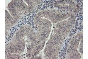 Image no. 7 for anti-RNA Binding Protein with Multiple Splicing (RBPMS) antibody (ABIN1500647) (RBPMS Antikörper)