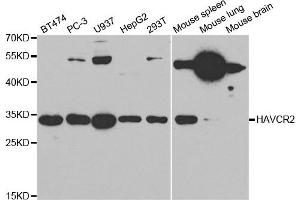 Western Blotting (WB) image for anti-Hepatitis A Virus Cellular Receptor 2 (TIM 3) antibody (ABIN1872939) (TIM3 Antikörper)