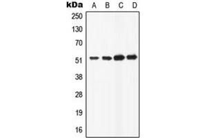 Western blot analysis of ATP6AP1 expression in HeLa (A), HepG2 (B), Raw264. (ATP6AP1 Antikörper  (C-Term))