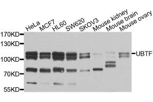 Western blot analysis of extracts of various cell lines, using UBTF antibody (ABIN6003579) at 1/1000 dilution. (UBTF Antikörper)