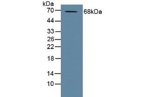 Figure. (ADAM10 Antikörper  (AA 420-641))