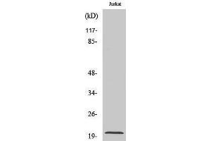 Western Blotting (WB) image for anti-Mitochondrial Ribosomal Protein L54 (MRPL54) (Internal Region) antibody (ABIN3176121) (MRPL54 Antikörper  (Internal Region))