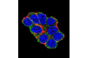 Confocal immunofluorescent analysis of SOX2 Antibody (Center) (ABIN6243286 and ABIN6577389) with 293 cell followed by Alexa Fluor 488-conjugated goat anti-rabbit lgG (green). (SOX2 Antikörper  (AA 89-119))