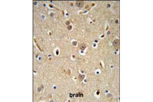 NEDD4 Antibody IHC analysis in formalin fixed and paraffin embedded brain tissue followed by peroxidase conjugation of the secondary antibody and DAB staining.