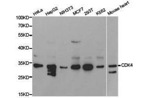 Western Blotting (WB) image for anti-Cyclin-Dependent Kinase 4 (CDK4) antibody (ABIN1871724) (CDK4 Antikörper)