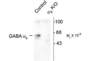 Image no. 1 for anti-gamma-aminobutyric Acid (GABA) A Receptor, alpha 6 (GABRA6) (Cytoplasmic Loop) antibody (ABIN372635) (GABRA6 Antikörper  (Cytoplasmic Loop))