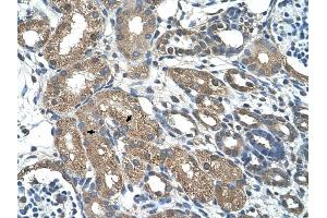 C21ORF7 antibody was used for immunohistochemistry at a concentration of 4-8 ug/ml to stain Epithelial cells of renal tubule (arrows) in Human Kidney. (MAP3K7CL Antikörper  (C-Term))
