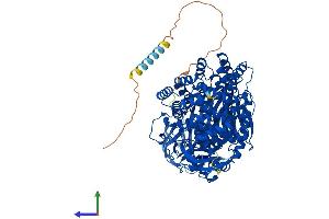 Protein Structure (PS) image for Glutamyl Aminopeptidase (Aminopeptidase A) (ENPEP) (AA 1-957) protein (His tag) (ABIN7552274)