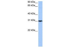 WB Suggested Anti-PRDX3 Antibody Titration: 0. (Peroxiredoxin 3 Antikörper  (N-Term))