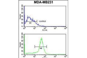 Flow cytometry analysis of MDA-MB231 cells (bottom histogram) compared to a negative control cell (top histogram). (ALDH2 Antikörper)