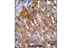 IL-27 Antibody (Center) (ABIN388443 and ABIN2848726) immunohistochemistry analysis in formalin fixed and paraffin embedded human liver tissue followed by peroxidase conjugation of the secondary antibody and DAB staining. (IL-27 Antikörper  (AA 57-87))