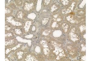 ABIN6263353 and ABIN6272349 at 1/100 staining human normal kidney tissue by IHC-P. (Mrgprf Antikörper  (C-Term))