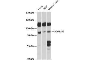 Western blot analysis of extracts of various cell lines, using  antibody (ABIN7265437) at 1:1000 dilution. (ADAM32 Antikörper  (AA 703-787))
