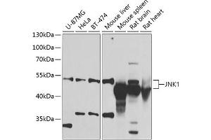 Western blot analysis of extracts of various cell lines, using JNK1 antibody (ABIN6130863, ABIN6143534, ABIN6143535 and ABIN6219548) at 1:1000 dilution. (JNK Antikörper  (AA 245-345))