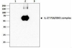 Flow Cytometry (FACS) image for anti-IL-27/IL-35 EBI3 Subunit (Dimer), (Heterodimer), (Monomer) antibody (ABIN2665152) (IL-27/IL-35 EBI3 Subunit (Dimer), (Heterodimer), (Monomer) Antikörper)