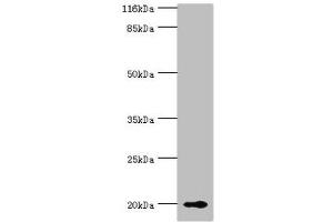 Western blot All lanes: RBP5 antibody at 8 μg/mL + Mouse liver tissue Secondary Goat polyclonal to rabbit IgG at 1/10000 dilution Predicted band size: 16 kDa Observed band size: 20 kDa (Retinol Binding Protein 5 Antikörper  (AA 1-135))