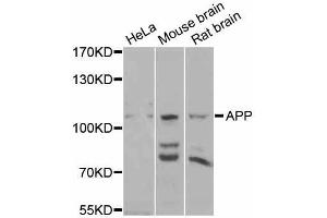 Western blot analysis of extracts of various cell lines, using APP antibody (ABIN5997248) at 1/1000 dilution. (APP Antikörper)