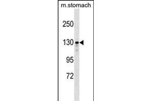 SRG Antibody (Center) 7794c western blot analysis in mouse stomach tissue lysates (35 μg/lane). (SRGAP1 Antikörper  (AA 469-497))