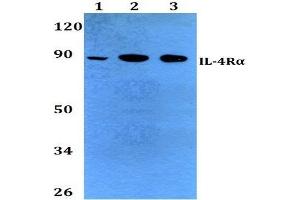 Western Blot (WB) analysis of CD124 / IL4R antibody at 1/500 dilution. (IL4 Receptor Antikörper)