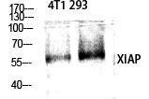 Western Blot (WB) analysis of specific cells using XIAP Polyclonal Antibody. (XIAP Antikörper  (Ser144))