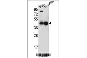 Western blot analysis in A549,NCI-H292 cell line lysates (35ug/lane). (PURA Antikörper  (C-Term))