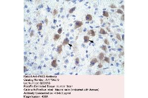 Rabbit Anti-PAX9 Antibody  Paraffin Embedded Tissue: Human Brain Cellular Data: Neural Cells Antibody Concentration: 4. (PAX9 Antikörper  (N-Term))