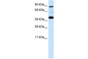 SERPINF1 antibody (70R-10572) used at 0. (PEDF Antikörper  (N-Term))