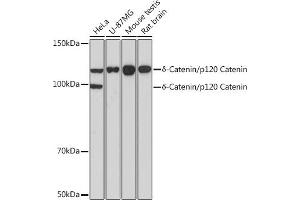 Western blot analysis of extracts of various cell lines, using δ-Catenin/p120 Catenin Rabbit mAb (ABIN7266144) at 1:1000 dilution. (CTNND1 Antikörper)