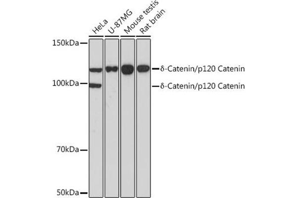 CTNND1 Antikörper