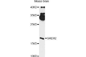 Western blot analysis of extracts of mouse brain, using GREM2 antibody (ABIN6293117) at 1:3000 dilution. (GREM2 Antikörper)