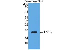 Western blot analysis of the recombinant protein. (IL-5 Antikörper  (AA 20-134))