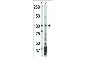 Antibody is used in Western blot to detect NEK9 in 293 cell lysate (Lane 1) and mouse heart tissue lysate (Lane 2). (NEK9 Antikörper  (C-Term))