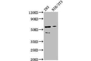 Western Blot Positive WB detected in: 293 whole cell lysate, NIH/3T3 whole cell lysate All lanes: RELA antibody at 3 μg/mL Secondary Goat polyclonal to rabbit IgG at 1/50000 dilution Predicted band size: 61, 59, 60 kDa Observed band size: 61 kDa (NF-kB p65 Antikörper  (AA 1-210))