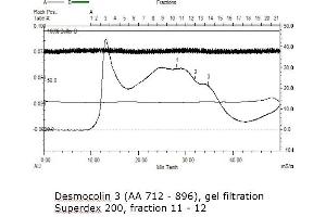 Image no. 1 for Desmocollin 3 (DSC3) (AA 712-896) protein (His tag) (ABIN3079072) (Desmocollin 3 Protein (DSC3) (AA 712-896) (His tag))